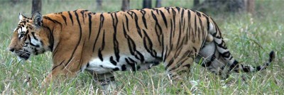  नेपालमा बाघको सङ्ख्या धान्ने क्षमता चार सय 
